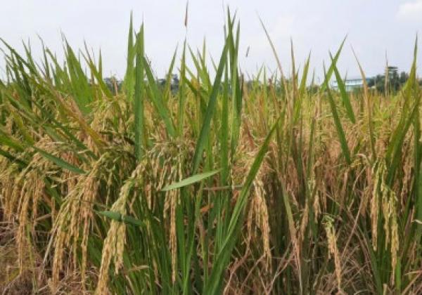 4,7 Ribu Hektare Sawah di Tangerang Masih Dapat Ditanami Padi Saat Kemarau
