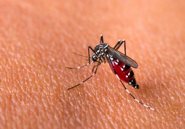 Cara Memberantas Nyamuk, Buat Lingkungan Lebih Bersih dan Terhindar dari Penyakit