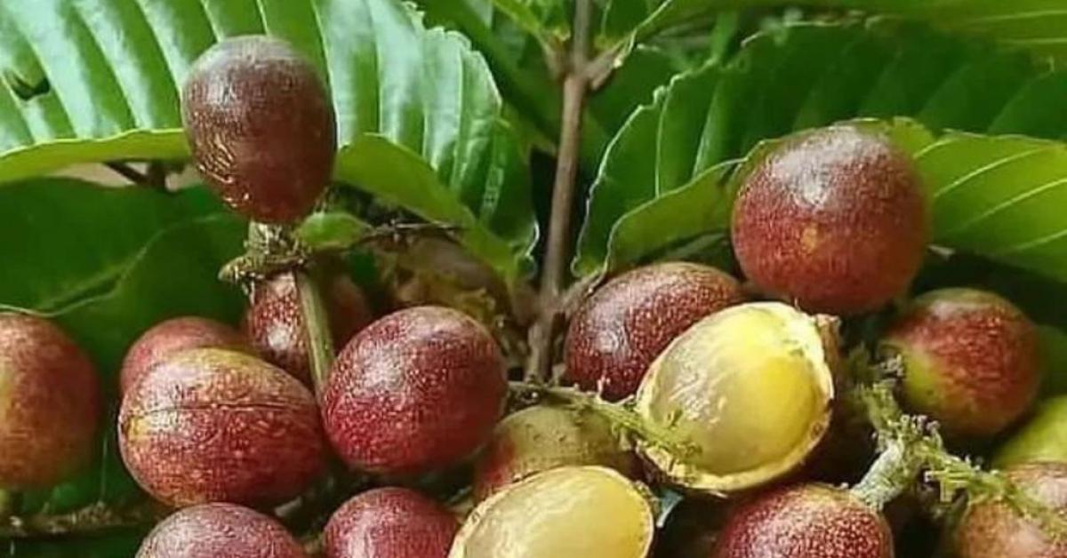 Inilah Khasiat Yang Terkandung Dalam Buah Matoa Yang Baik Untuk Kesehatan 