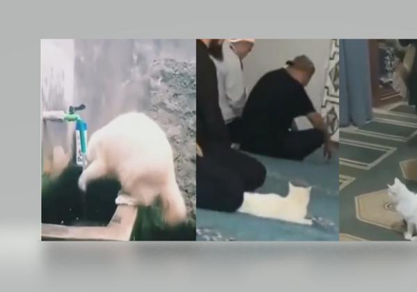 Subhanallah! Kucing Ini Wudhu dan Ikut Sholat Berjamaah di Masjid
