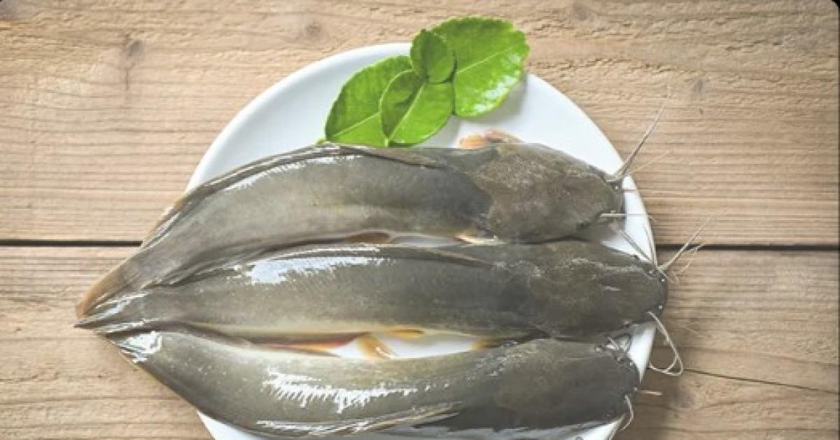 Komisi E DPRD DKI Bilang Ikan Lele Paling Efektif Cegah DBD