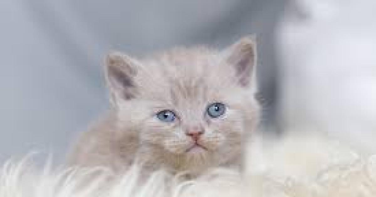 Tips Memilih Nutrisi untuk Kucing dengan Dana Low Budget, Dijamin Bisa Bikin Anabul Kamu Tambah Cerdas