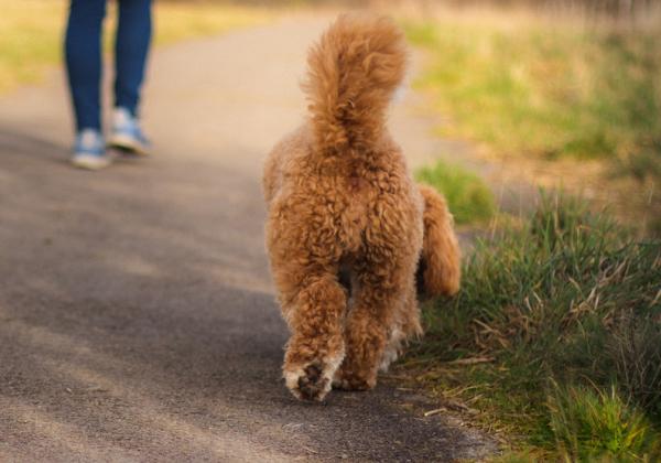 Anjing Lucu Bernama Smudge Ini Selamatkan Nyawa Pemiliknya yang Punya Diabetes