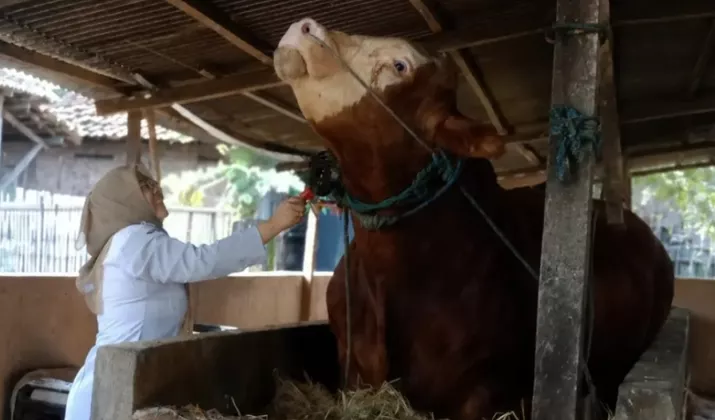 Prabowo Borong 2 Sapi Jumbo dari Lamongan untuk Kurban Iduladha 2026, Bobotnya Bikin Melongo!