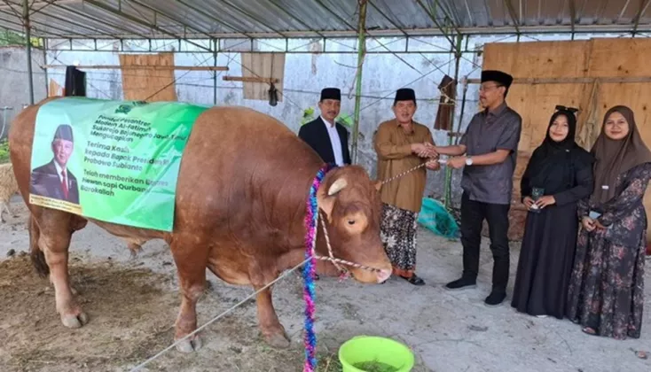 'Mas Bambang' Bojonegoro Sapi Limousine Raksasa 1,2 Ton Istimewa dari Presiden Prabowo
