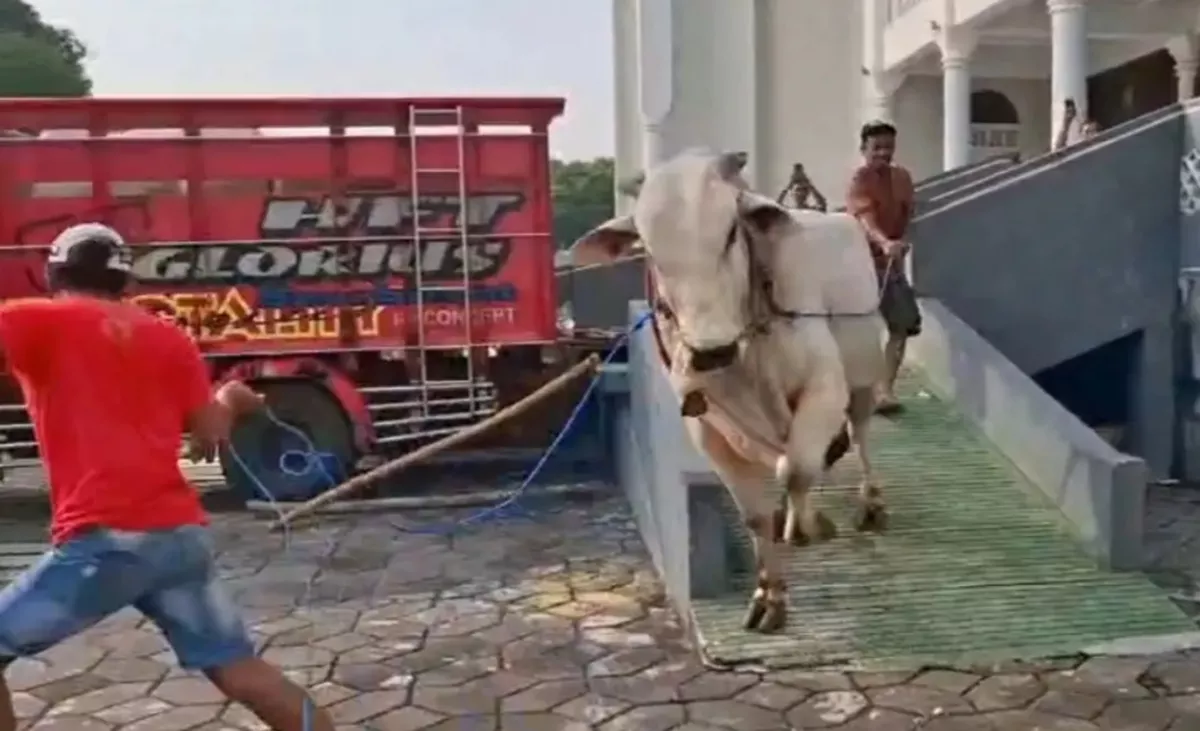 Sapi Kurban 1,1 Ton Prabowo NGAMUK saat Tiba di Surabaya