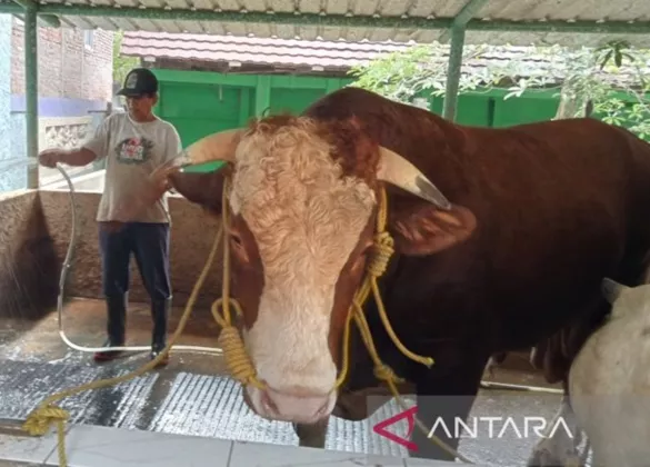 Bobot Tembus 1 Ton! Sontrot, Sapi Simental Asal Bantul Resmi Jadi Pilihan Kurban Presiden Prabowo