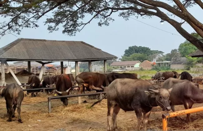Stop Pakai Cara Kuno, Wali Kota Jogja Ajak Warga Alihkan Potong Hewan Kurban ke RPH Giwangan