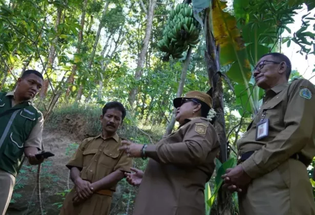 LANGKA! Sebatang Pohon Pisang di Gunungkidul Berbuah 4 Tandan dan Kebal Virus, Bikin Bupati Melongo