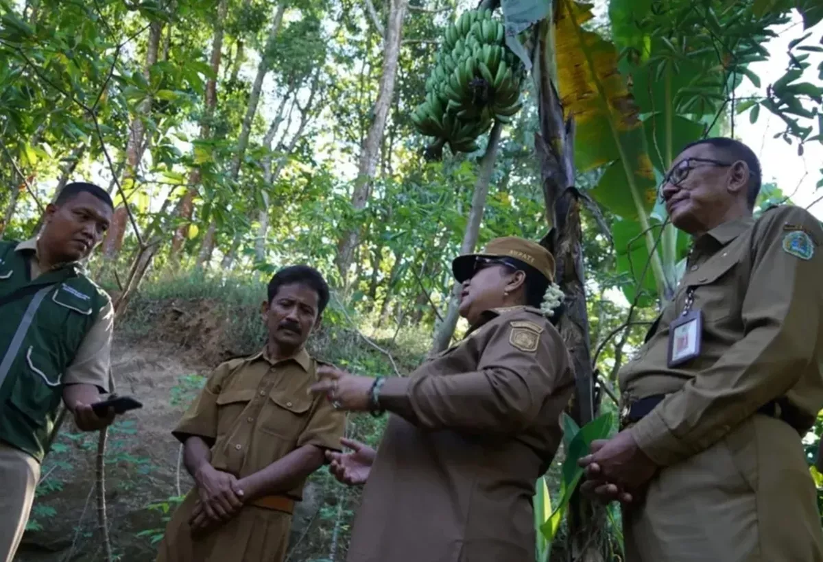 LANGKA! Sebatang Pohon Pisang di Gunungkidul Berbuah 4 Tandan dan Kebal Virus, Bikin Bupati Melongo