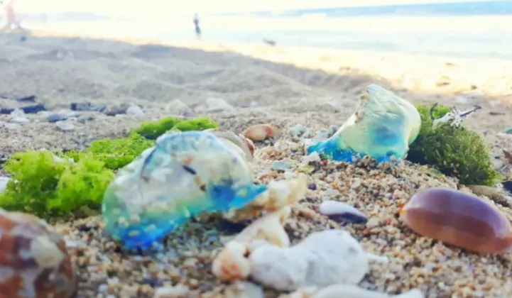 Pantai Selatan DIY Diserbu Ubur-Ubur Beracun, Wisatawan Diminta Ekstra Waspada!