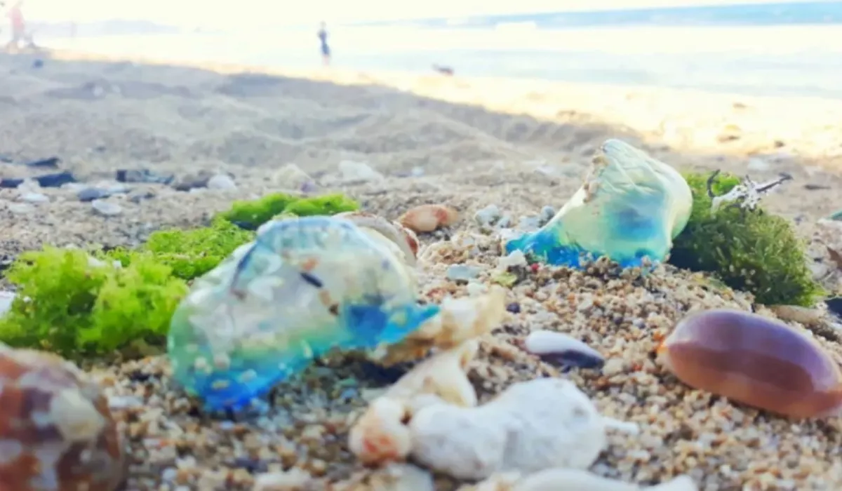 Pantai Selatan DIY Diserbu Ubur-Ubur Beracun, Wisatawan Diminta Ekstra Waspada!