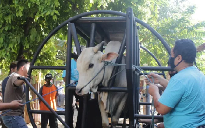 Atasi Sapi Kurban Ngamuk, UGM Ciptakan Alat Potong Portabel Hemat Waktu