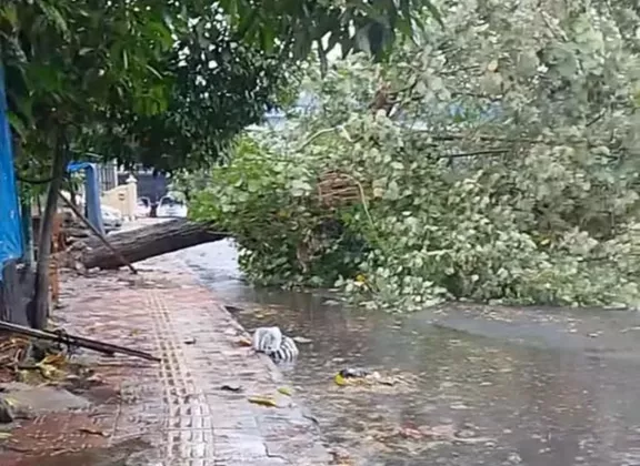 Hujan Disertai Angin Kencang Landa Yogyakarta, Pohon Tumbang Timpa Motor di Kotabaru