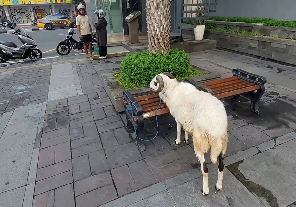 GEGER! Ada Kambing Bertanduk Nyasar di Depan Plaza Ambarrukmo Yogyakarta, Milik Siapa?