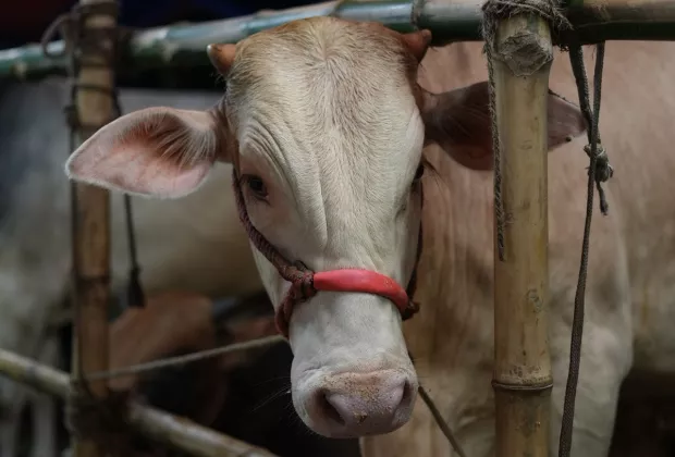 Aturan Pembagian Daging Kurban Menurut Alquran dan Hadis, Siapa Saja yang Berhak?