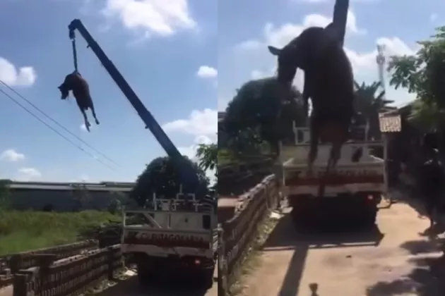 Deretan Insiden Sapi Ngamuk Warnai Idul Adha di Yogyakarta,  Masuk Rumah hingga Dievakuasi Pakai Crane