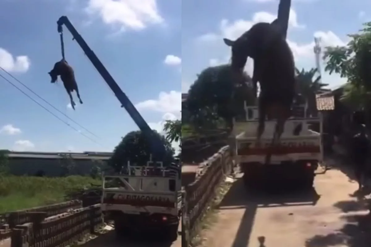 Deretan Insiden Sapi Ngamuk Warnai Idul Adha di Yogyakarta,  Masuk Rumah hingga Dievakuasi Pakai Crane