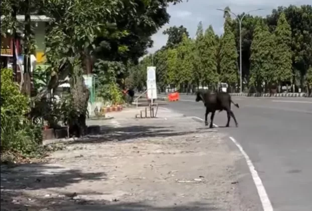 Detik-Detik Sapi Kurban Lepas di Ring Road Utara Gamping, Warga Kejar-Kejaran 25 Menit