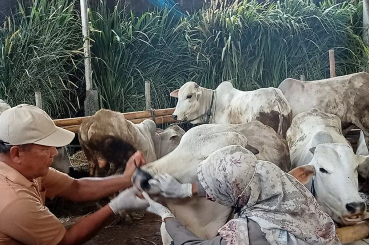 466 Hewan Kurban di Bantul Positif Cacing Hati, DKPP Sebut Daging Masih Aman Konsumsi