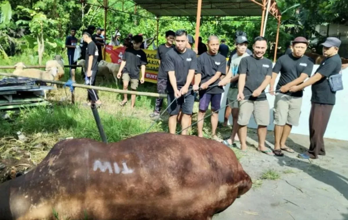Sapi Kurban 1,1 Ton Inisial TIW Muncul di Masjid Dekat Rumah Amien Rais, Pengirim Masih MISTERIUS