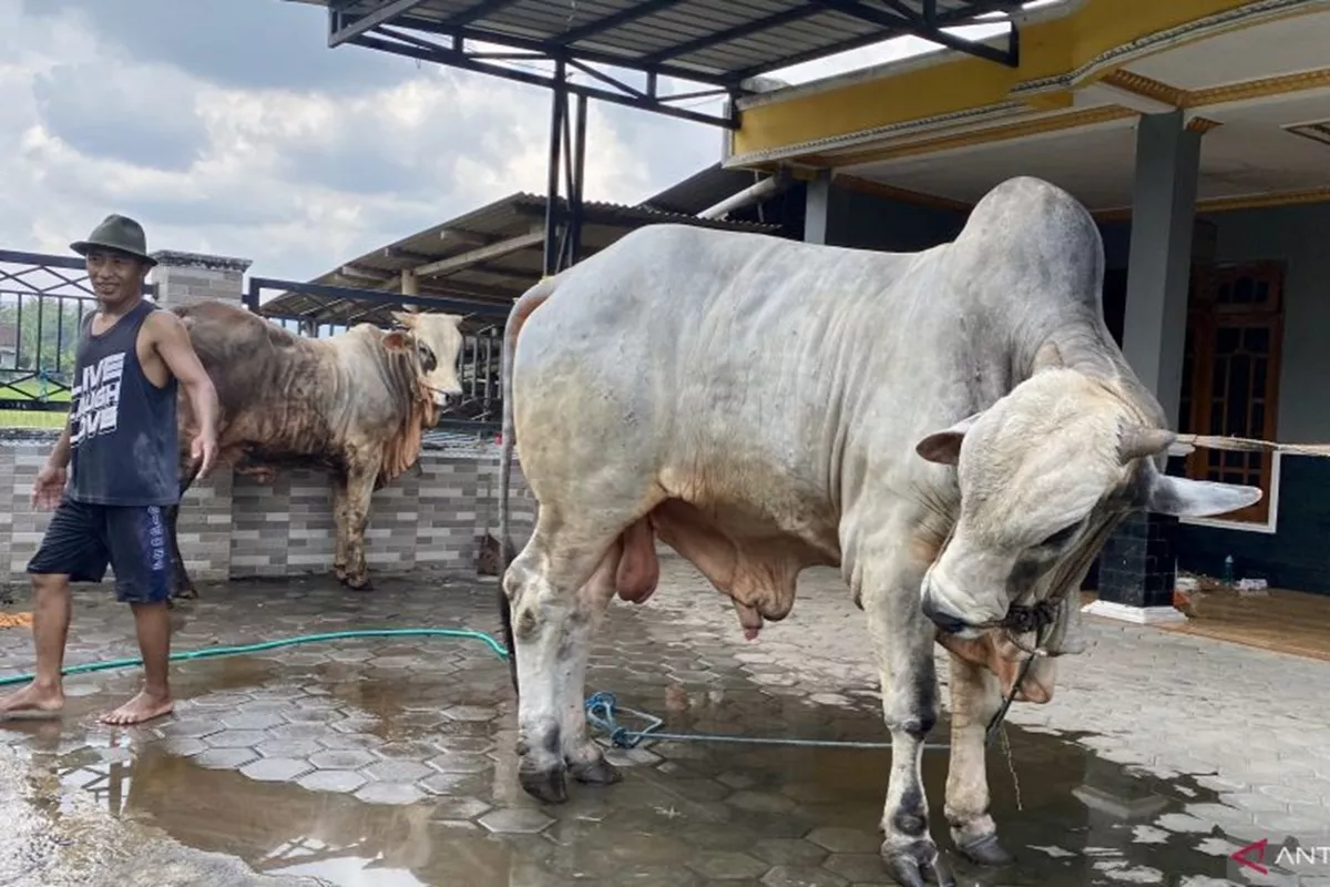 Ratusan Hewan Kurban di Bantul Kena Cacing Hati, DKPP: Buang Hatinya, Daging Aman!