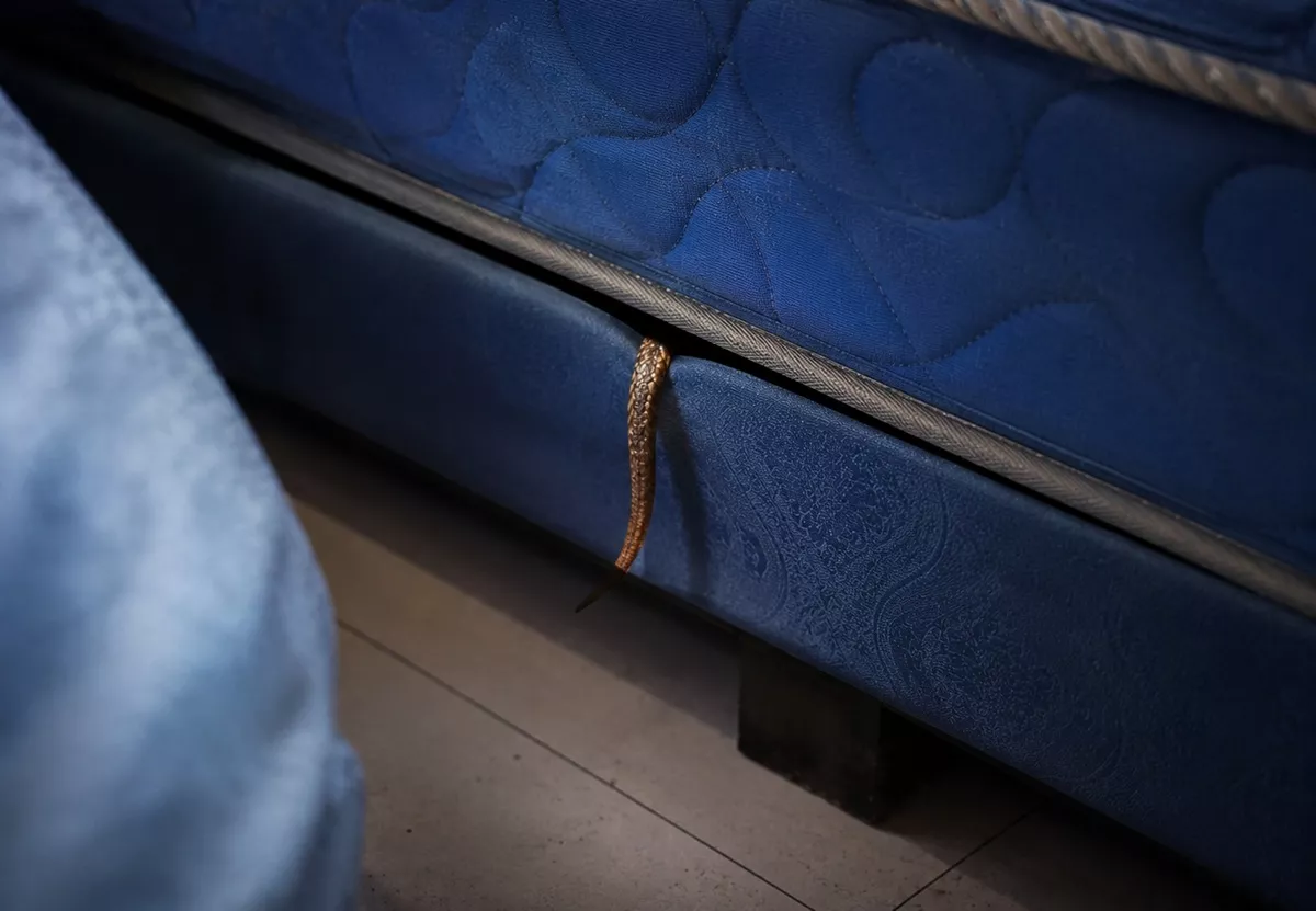 Nyenyak Tidur, Warga Ngluwar Kaget Temukan Ular Nyelip di Springbed