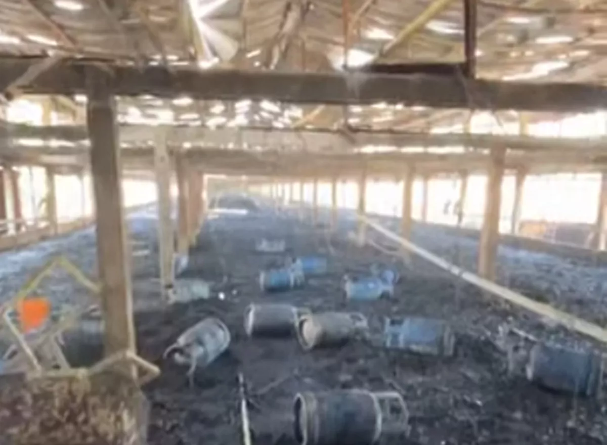 Baru Saja Disuplai, 20.000 Anak Ayam di Panjatan Kulon Progo Hangus Terbakar