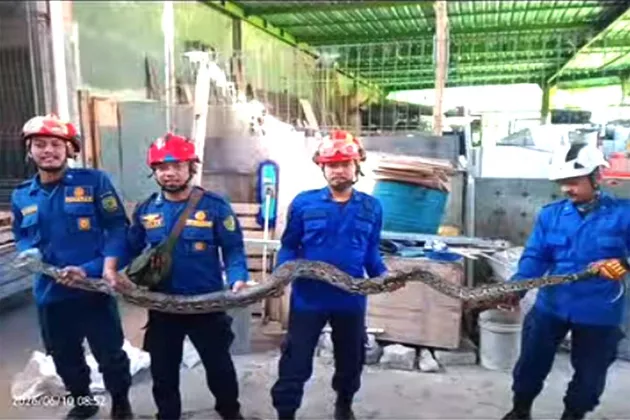 Ngeri! Ular Sanca 3 Meter Ngumpet di Tumpukan Kayu Gudang Warga Banguntapan