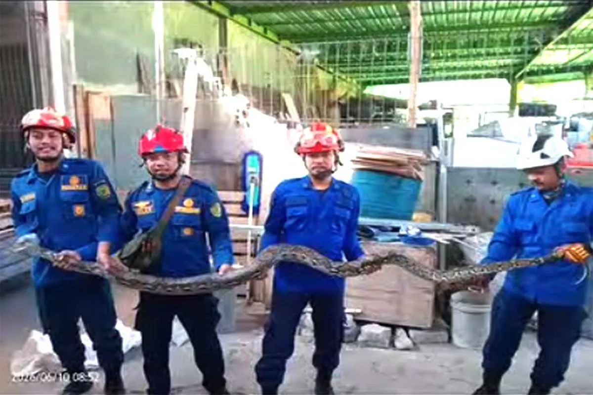 Ngeri! Ular Sanca 3 Meter Ngumpet di Tumpukan Kayu Gudang Warga Banguntapan
