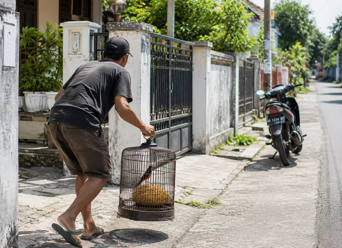 Maling Murai Batu Rp10 Juta di Banguntapan, Pria Ini Tak Sadar Wajahnya Jelas Terekam CCTV