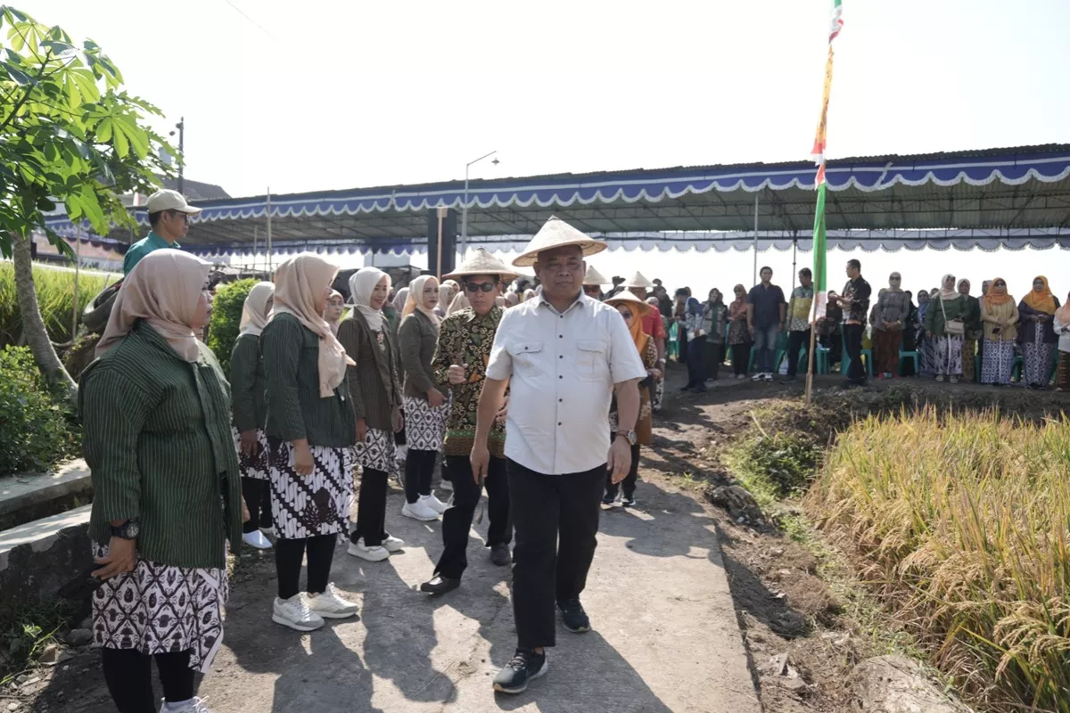 Menyelami Makna Tradisi Wiwitan di Sleman, Simbol Syukur dan Ketahanan Pangan Petani