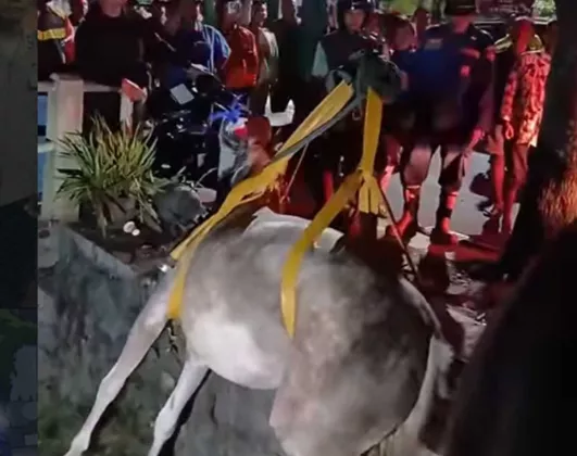 Lepas Kendali saat Pulang, Kuda Andong Tercebur Selokan di Umbulharjo