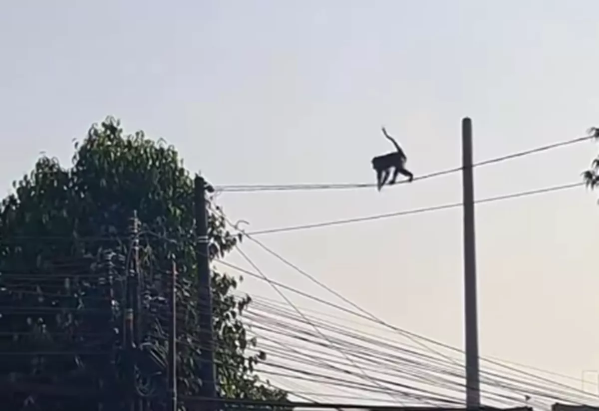 Monyet Liar Berkeliaran di Jalan Solo KM 11 Kalasan, Sempat Turun ke Jalan Raya