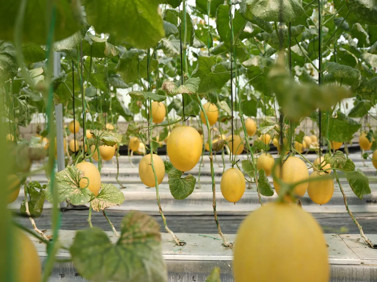 Manisnya Melon Kaori dan Dalmatian, Inovasi Agrowisata Baru di Lereng Prambanan