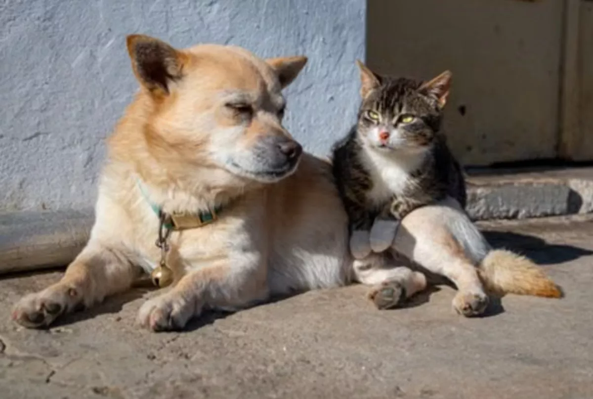 Tekan Risiko Rabies, Pemda dan DPRD DIY Terbitkan Perda Larang Konsumsi Anjing