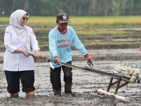 Sawah Semakin Menyusut, Petani Sleman Genjot Panen Pakai Metode PM AAS