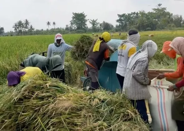 Kenapa Petani Selalu Buntung Padahal Hasil Panen Melimpah? Wamenkop Ungkap Biang Keroknya