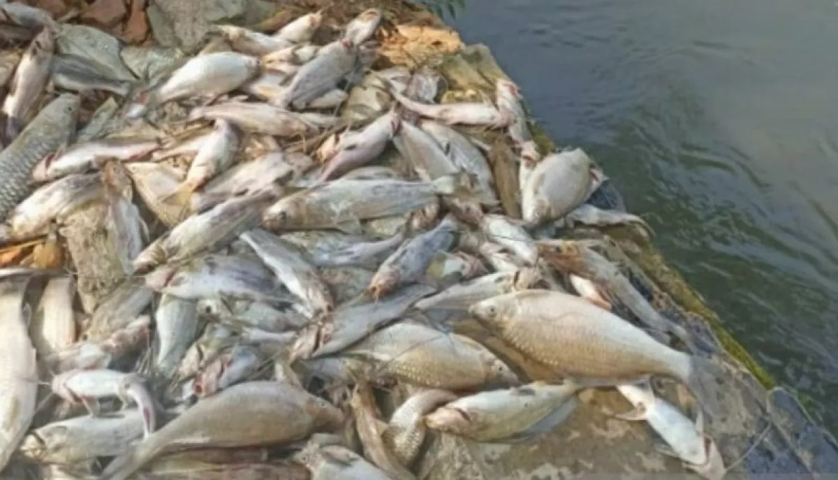 Deretan Fakta Ribuan Ikan Mati Mendadak di Irigasi Karawang
