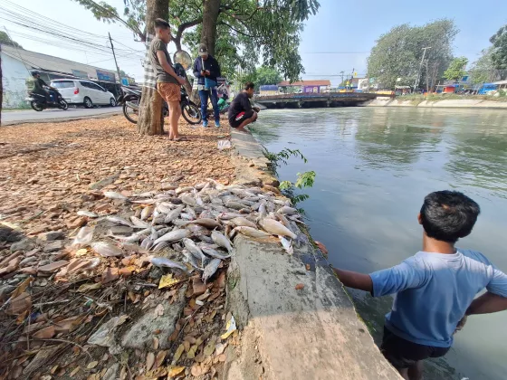 Karawang Dilanda Wabah Misterius: Ribuan Ikan Mati Mendadak di Sungai Irigasi