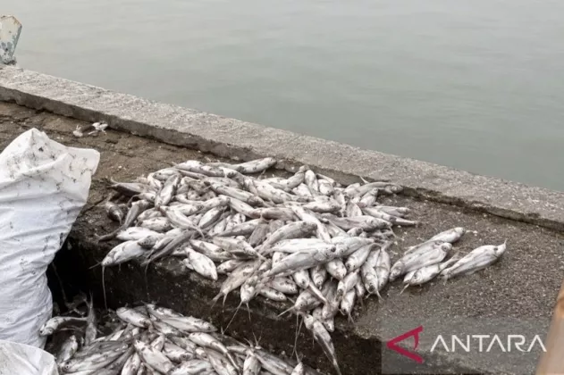 SIAGA SATU! Jutaan Ikan di Irigasi Karawang Mati Massal, Sinyal Bahaya Limbah Beracun?