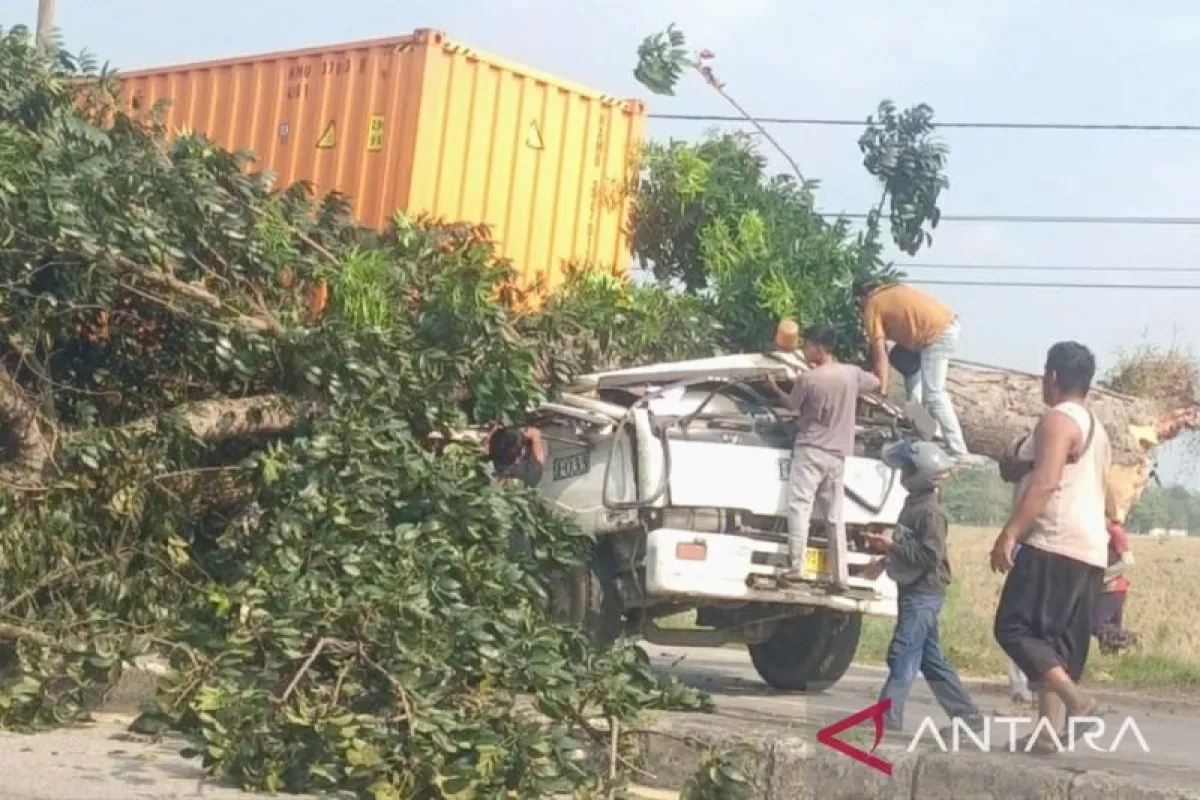 Innalilahi! Pohon Tumbang di Karawang Timpa Truk Kontainer, Dua Orang Tewas Mengenaskan