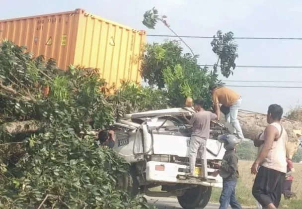 Pohon Raksasa Tumbang di  Karawang, Sopir Truk dan Penumpang Wanita Tewas