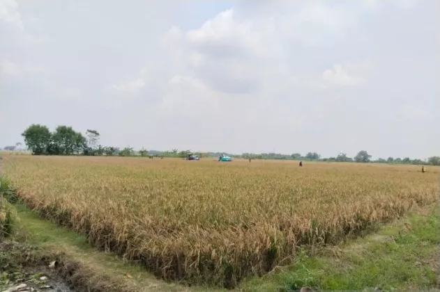 Harga Gabah Karawang Melejit Rp8.000, Petani Auto Cuan Gede Lampaui Target Bulog!