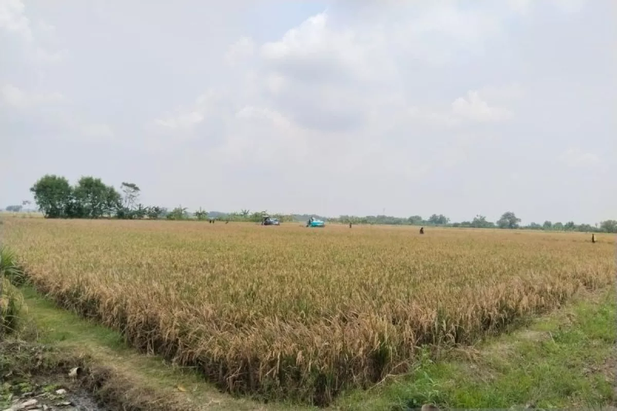 Harga Gabah Karawang Melejit Rp8.000, Petani Auto Cuan Gede Lampaui Target Bulog!