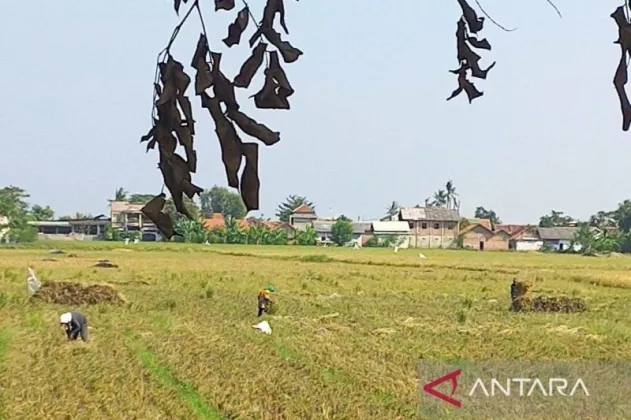 Kekeringan Mengancam Lumbung Padi, Bekasi Siaga Satu Amankan Pasokan Beras Nasional!