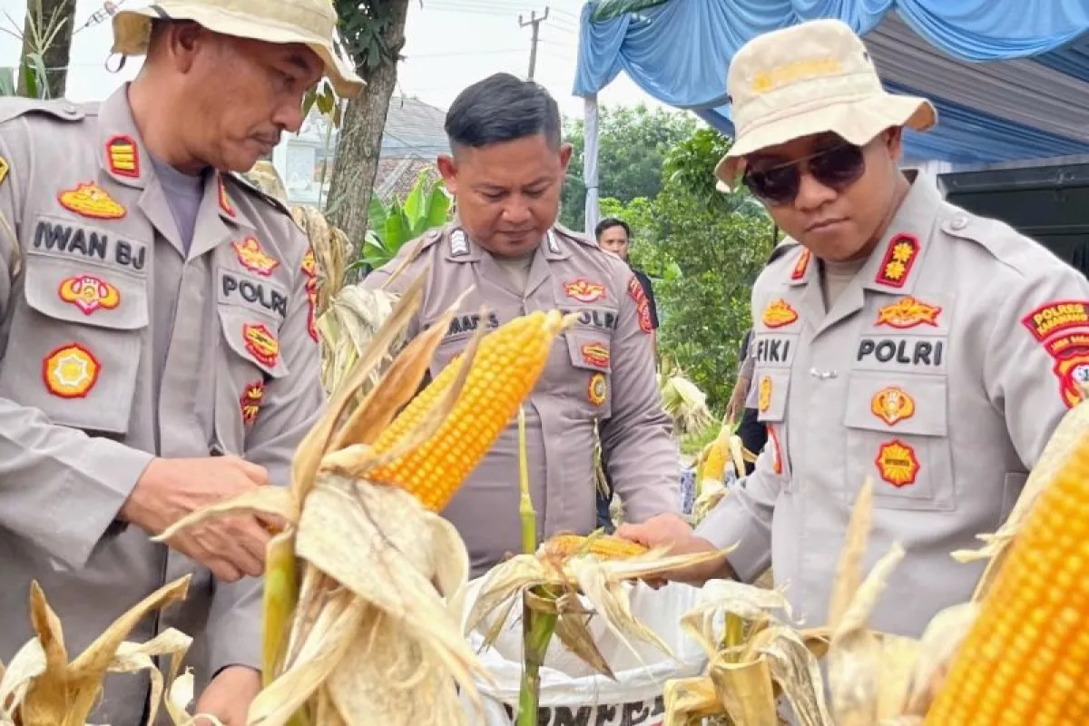 Ketahanan Pangan Karawang Diperkuat, Proyek Jagung Hibrida Polres Siap Panen Raya!