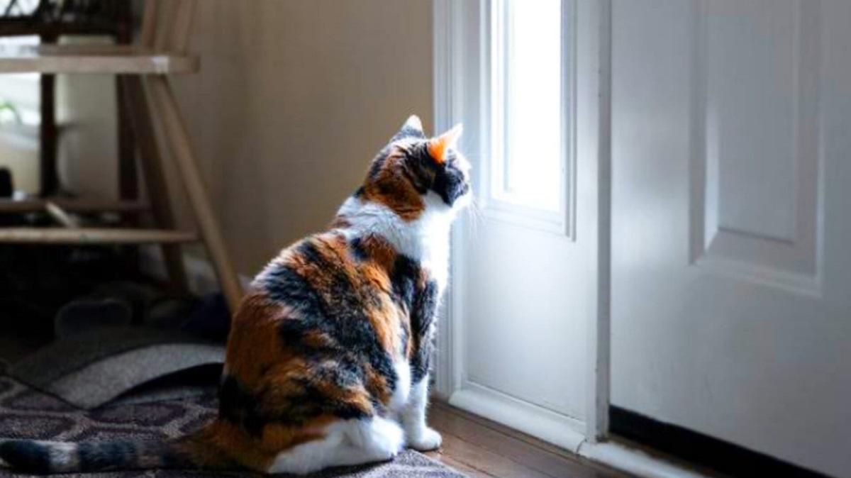 Mengapa Kucing Suka Menunggu di Depan Pintu? Berikut Alasan Utamanya!