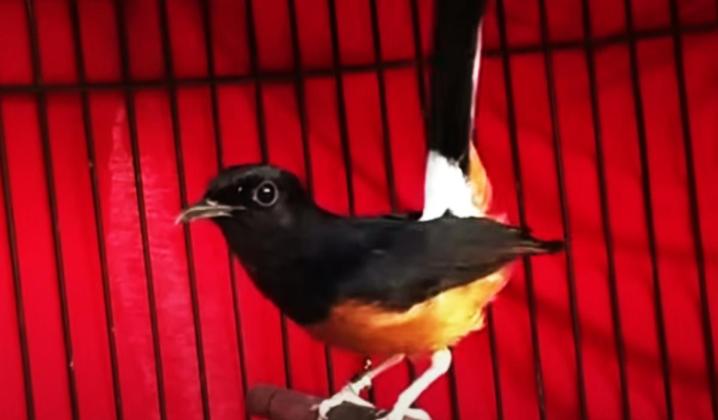 Penyebab Murai Batu Kembangkan Bulu Terus-Menerus: Pecinta Burung Wajib Tahu Nih!
