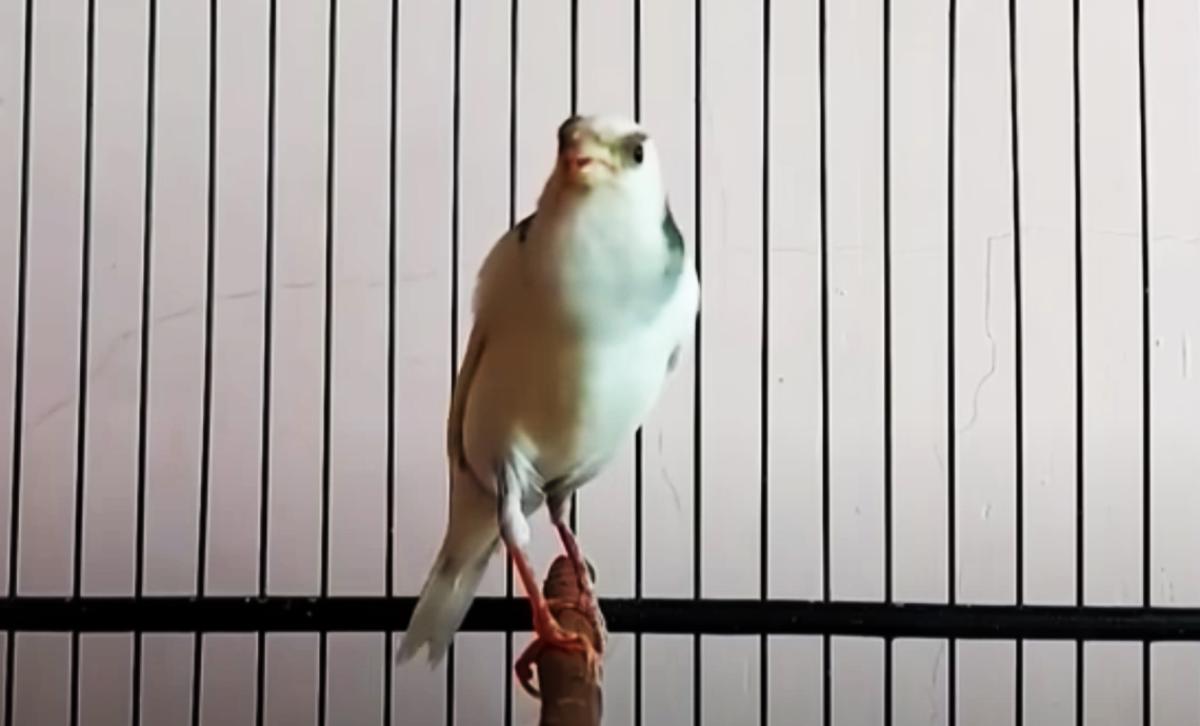 Rahasia Nutrisi Sayuran untuk Kenari Gacor: Kicauan Burung Makin Merdu!